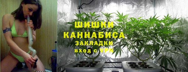 прущие грибы Новодвинск