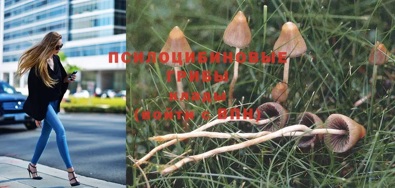 мега как войти  Углегорск  Псилоцибиновые грибы MAGIC MUSHROOMS 